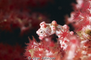 hippocampus pigmy seahorse , Lembeh, Sulawesi by Alan Johnson 